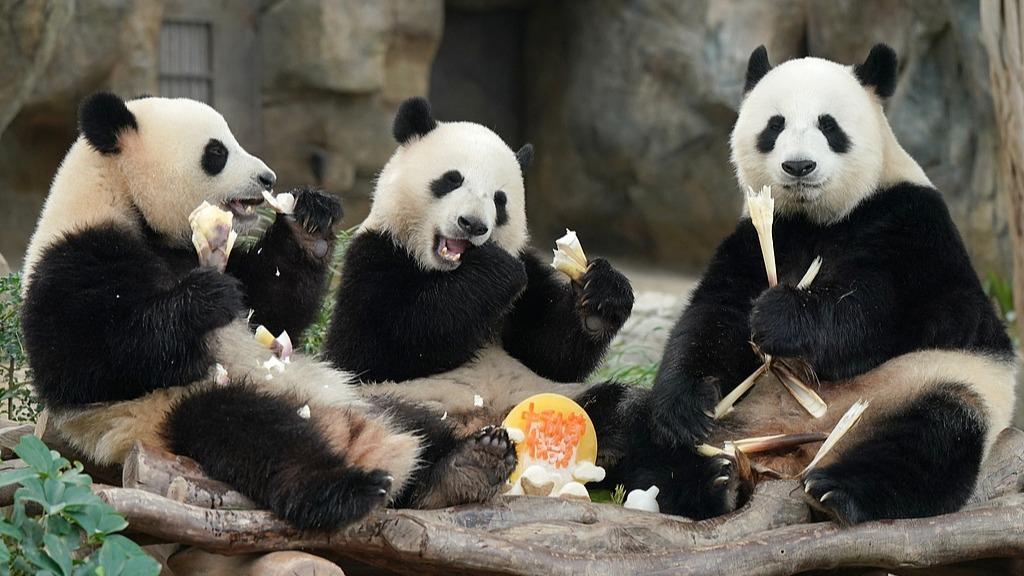 Giant panda family in Hong Kong enjoy Mid-Autumn Festival feast