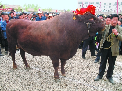 灵台县县长刘凯调研县城建设灵台县委书记王学书调研苹果产业