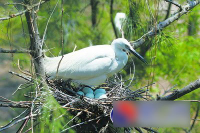 人工驯化黄嘴白鹭在厦诞生第二代