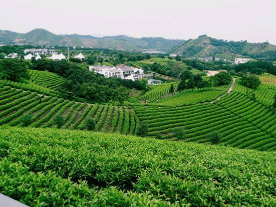 黄杜村国家级生态白茶基地。