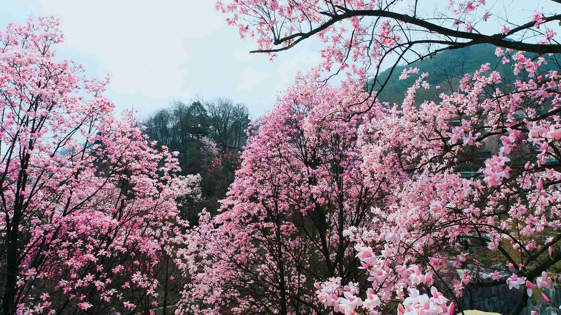 满山辛夷花儿开邂逅醉美踏春来 药王谷高山花海如诗如画