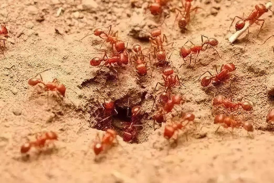 警惕 路边碰到这种小土堆 赶紧躲远点 已有多人中招 新闻频道 央视网 Cctv Com