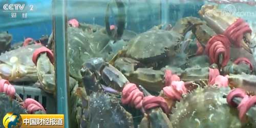 辽宁大连：海鲜卖出“封海价” 皮皮虾螃蟹“稀为贵”
