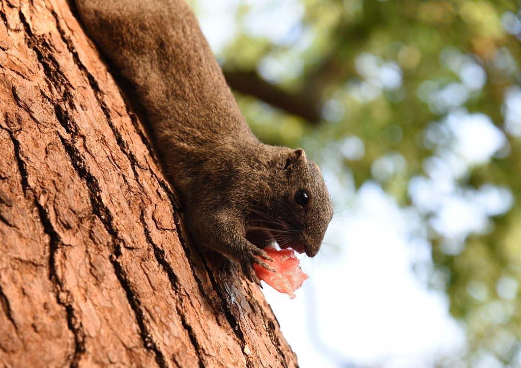不愁吃、 运动量还少 “西湖萌宠”松鼠胖成龙猫
