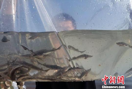中国北疆首次在黑龙江上游放流12万尾“施氏鲟”