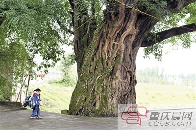 重庆拟立法确认 “市树”“市花”