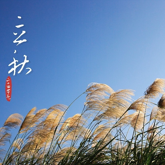 立秋一叶梧桐一报秋