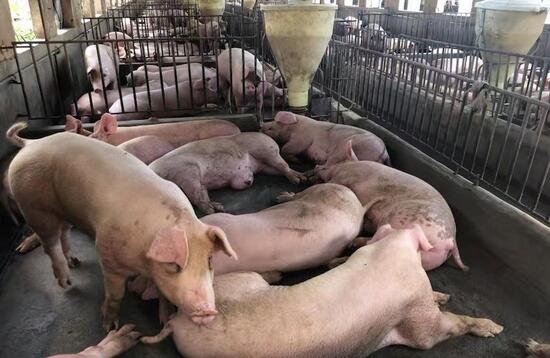 加强动物疫情防控，促养殖户增收保市场供应，图为福建晋江一养猪厂。 （牛效礼 摄）
