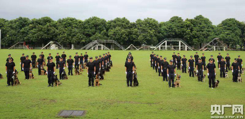 广州市公安机关举行警犬技术实战演练