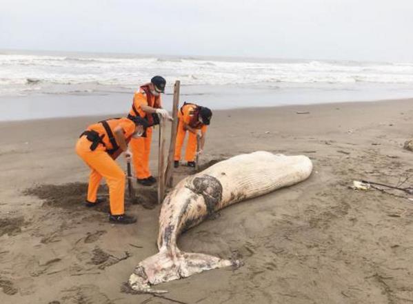 台湾一罕见须鲸搁浅死亡将解剖厘清死因