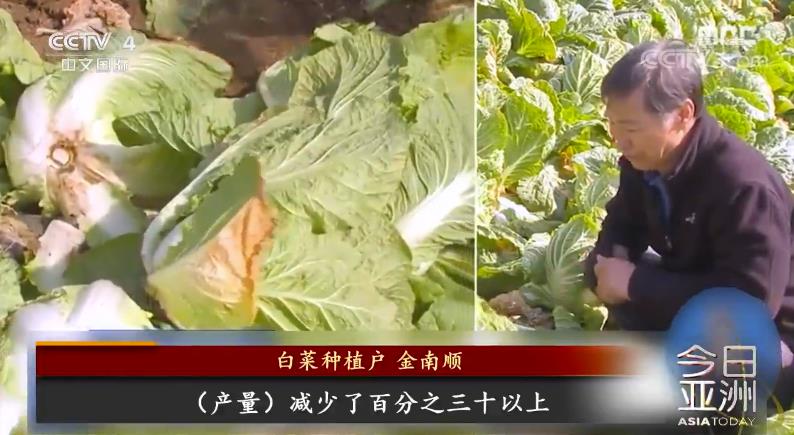 韩印遭遇“蔬菜危机” 民众过冬“腌不起泡菜”(图2)