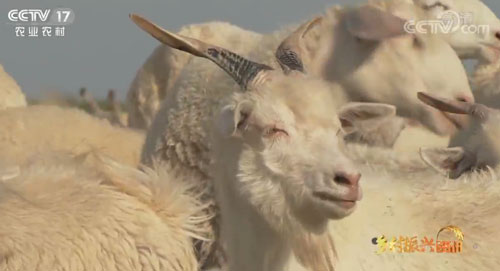 内蒙古：羊绒优质不优价 牧民惜售