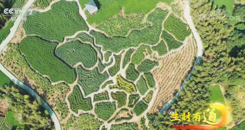 GDP添绿_爱绿护绿手抄报