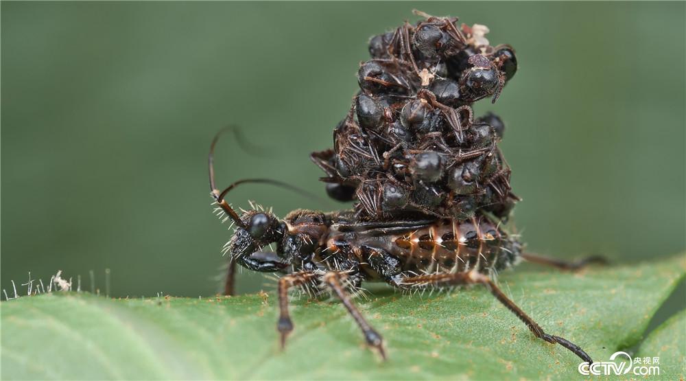 判断是正确的,这确实是一团蚂蚁,而且除了蚂蚁,还混入了一些别的昆虫