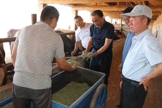 2020年7月，石光银（右三）同十里沙村村干部一起，查看合作社养牛情况。摄影／王鑫