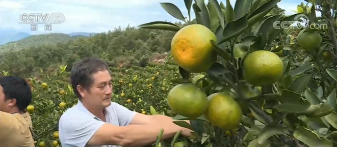 云南建水县的15万亩早熟柑橘喜获丰收 正在加紧采摘