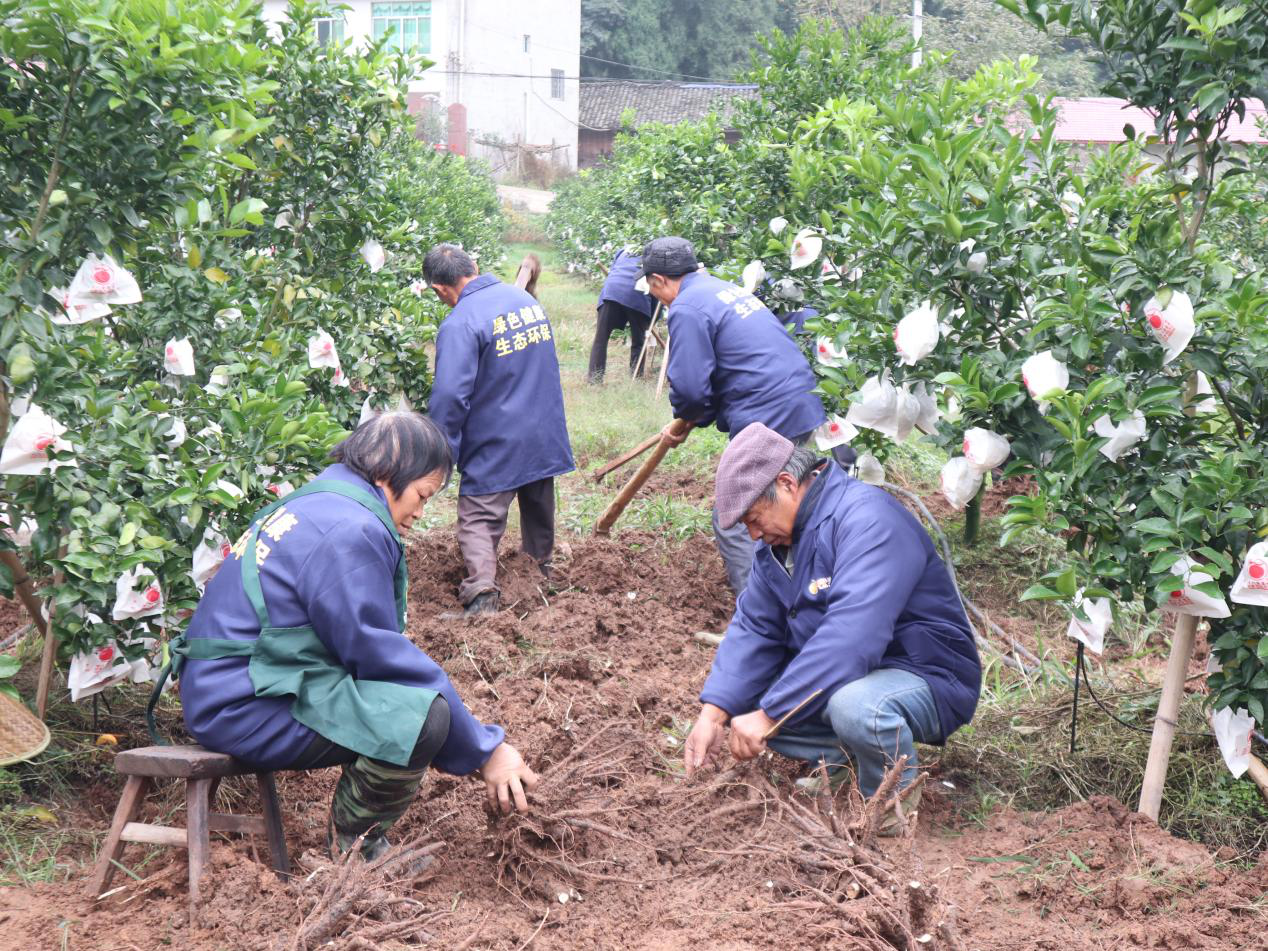 村民在种植基地挖芍药（摄影：央视网记者 董淑云）