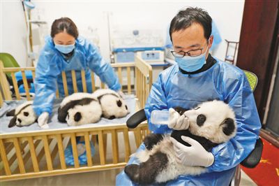 图为工作人员在照顾大熊猫幼仔。