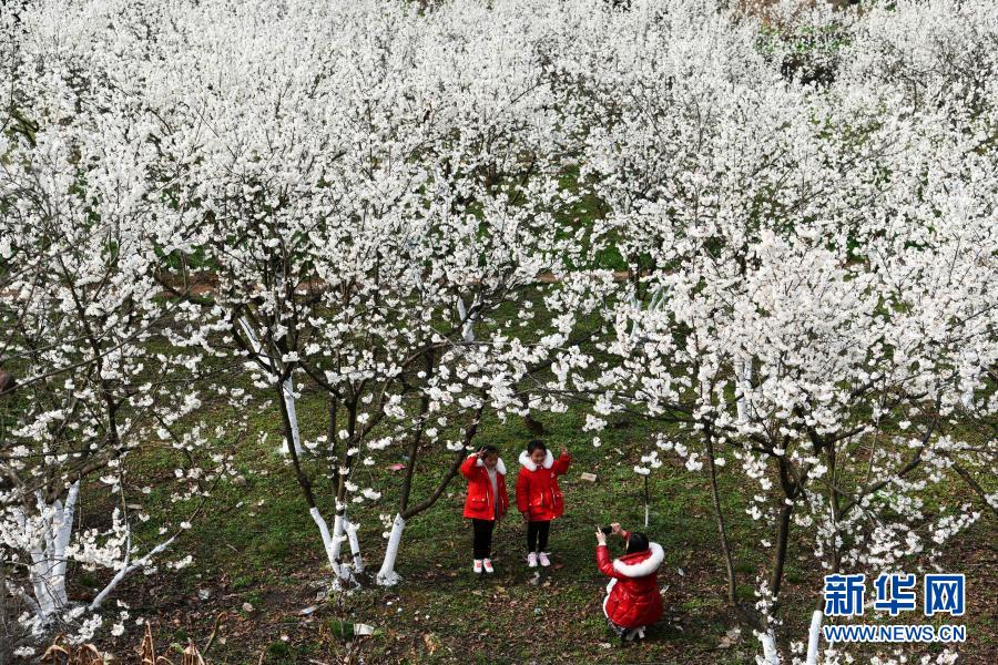 　游客在贵州省黔西县新仁苗族乡化屋村的樱桃树下留影（2月19日摄）。新华社记者 杨文斌 摄