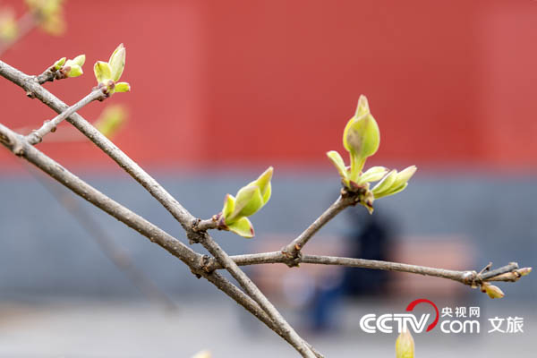 北京发布 名园赏春攻略 花期将持续至5月下旬 文旅美食 央视网 Cctv Com