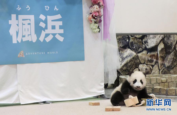 日本诞生的大熊猫宝宝被取名为 枫浜