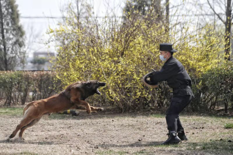 图为曹兆升带着警犬追风正在练习扑咬训练。