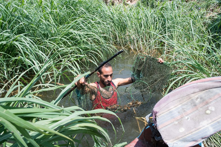 A fisherman hunts crayfish in the Damietta branch of the Nile River in Minufiya province, north to the capital city of Cairo, June 10, 2019.