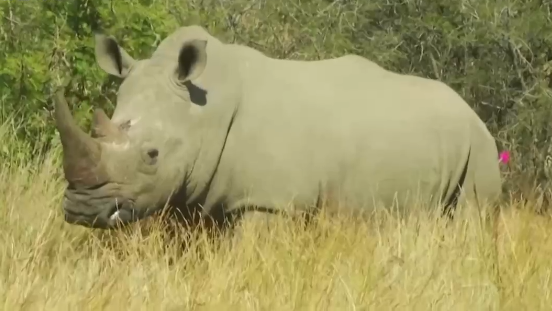 南非动物保护人员割下犀牛角 背后原因让人心酸