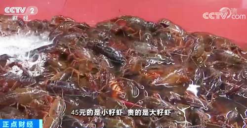 江苏常州：淡水鱼价格“破十” 虾类价格高位“跳水”