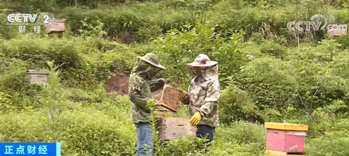 采蜂蜜、尝野菜 重庆石柱特色旅游增收入