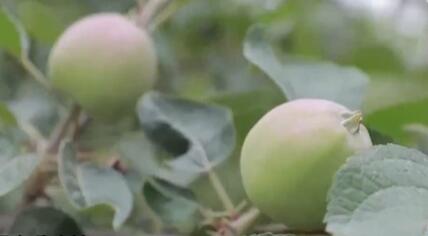 苹果低价期 金融助农为果农托底减少损失