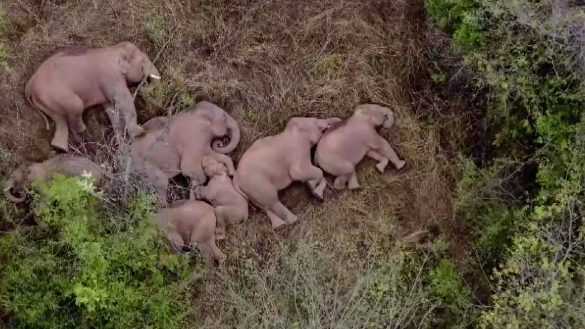 Drone footage shows wandering elephants asleep lying down in a group