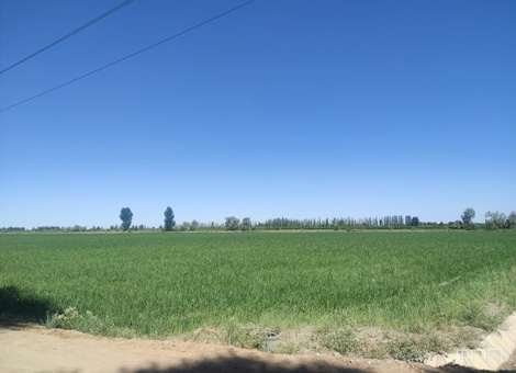 甘肃省国有饮马农场的洋葱种植地（央广网记者 高欣然 摄）
