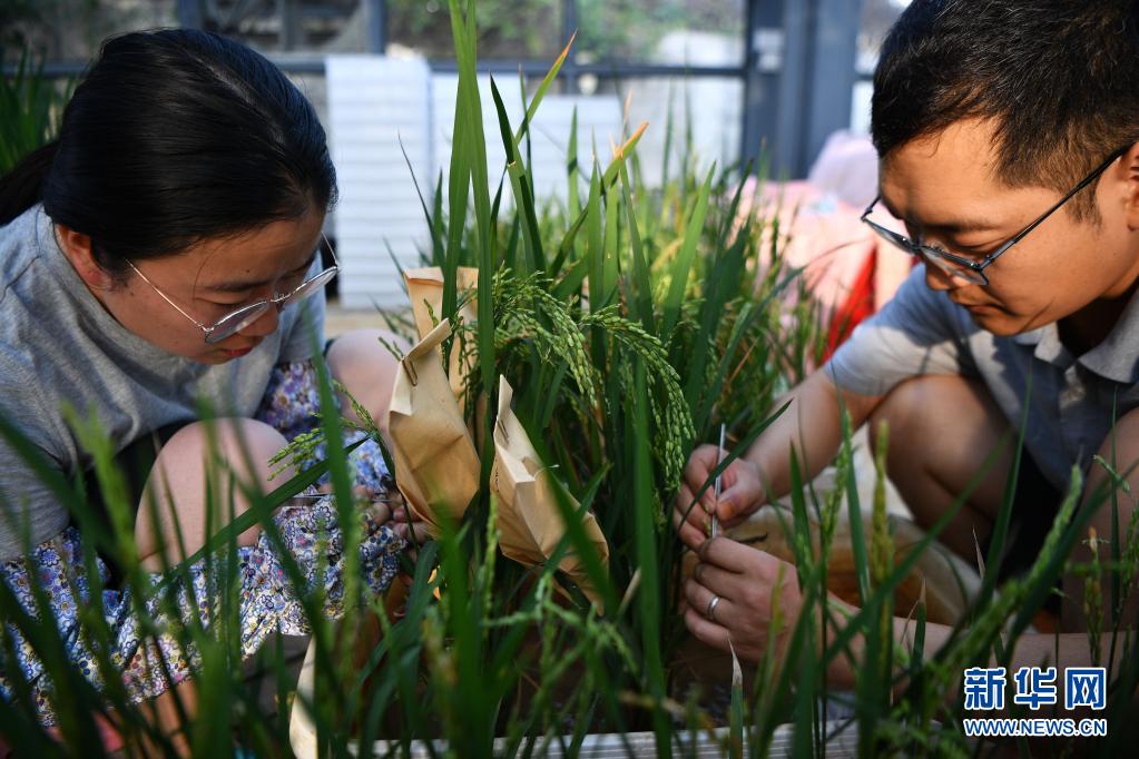 2020年1月11日，科研人员在位于海南省陵水黎族自治县的华中农业大学水稻南繁基地温室内工作。新华社记者 郭程 摄