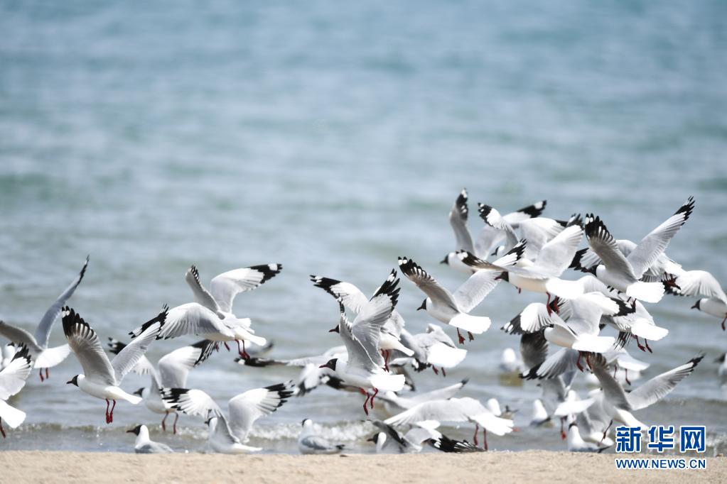 4月8日，一群棕头鸥在青海湖岸边飞翔。新华社记者 吴刚 摄