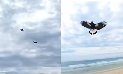 “空战”！澳大利亚一只喜鹊成功击落无人机