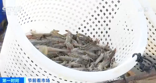 广东湛江：对虾价格上涨 市场明显回暖