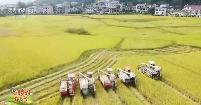 湖南安化·木溪村：富硒大米又丰收 农旅融合产业旺