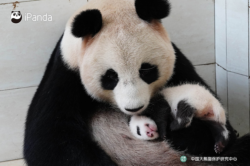 流行に 中国パンダ保護研究センター 写真集「中国保護大熊猫研究中心