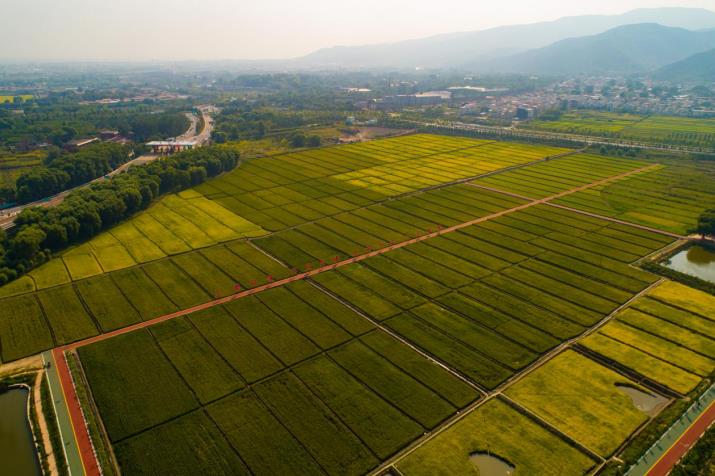 山西太原晋源区，以3300年种植历史闻名的晋祠大米迎来丰收季。