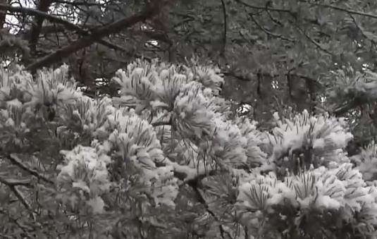 内蒙古大兴安岭林区迎入秋首场大范围雨雪降温