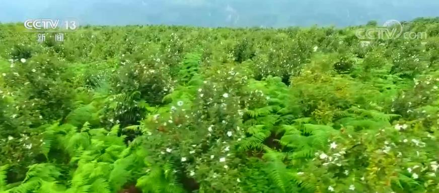 【丰收中国】贵州盘州：千亩油茶获丰收 生态种植助农致富