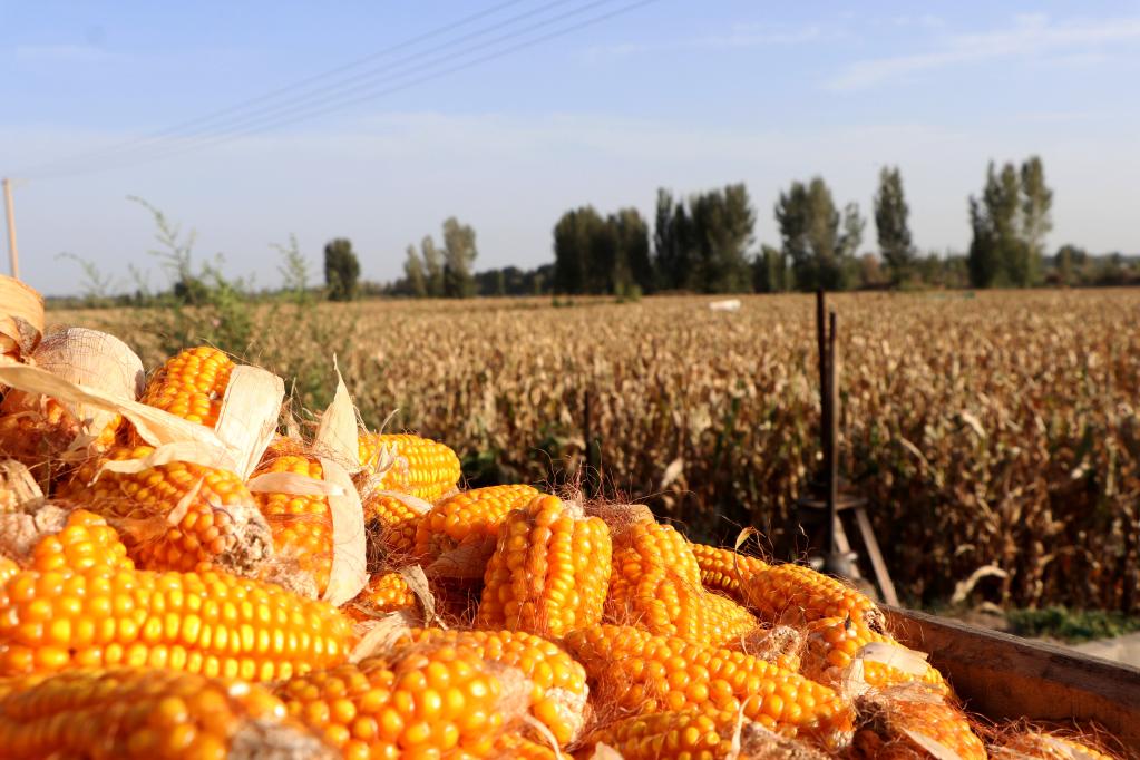 图为甘肃省临泽县制种玉米收获场景.(临泽县融媒体中心供图)