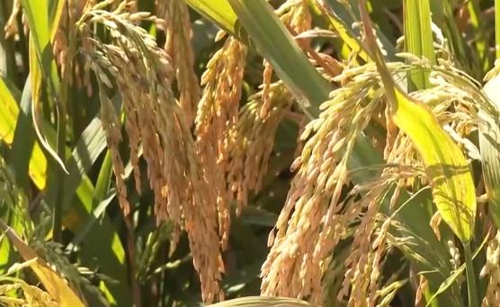 亩产407公斤 创22年来新高 广东各地晚稻收割已近尾声