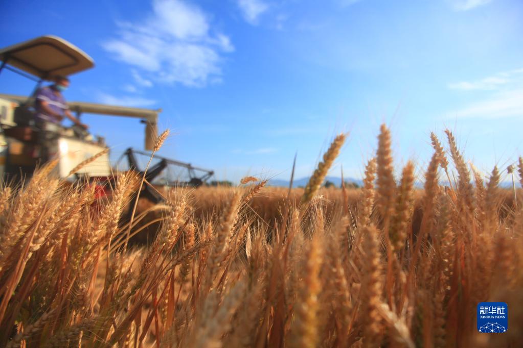  　　收割机在山东省临沂市平邑县的麦田里收割小麦（6月8日摄）。新华社发（武纪全 摄）