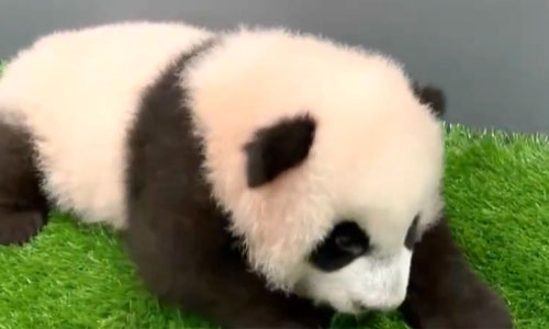 新加坡出生的首只大熊猫取名“叻叻”  蕴含美好祝福