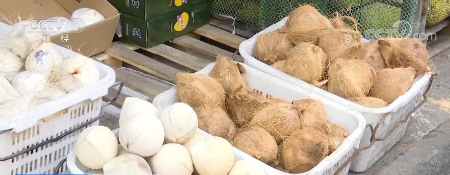 海南：特色水果椰子价格回落 消费者采购热情高