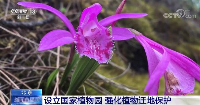 北京将设立国家植物园强化植物迁地保护 国家林草局分区域稳步推进相关体系建设