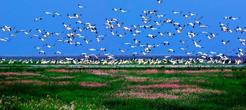 湿地植物2258种、鸟类260种 我国国际重要湿地生态保护成效显著