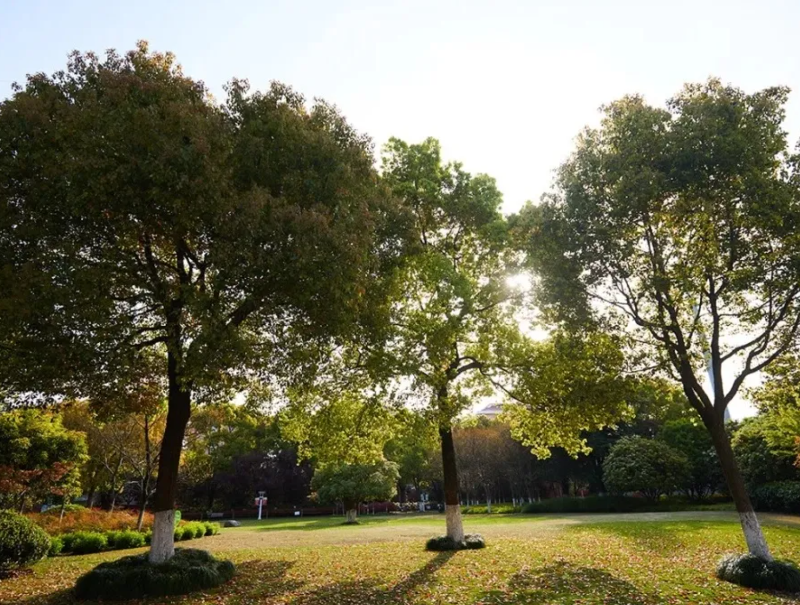 遊玩好去處上海閔行梅隴公園啟動24小時開放